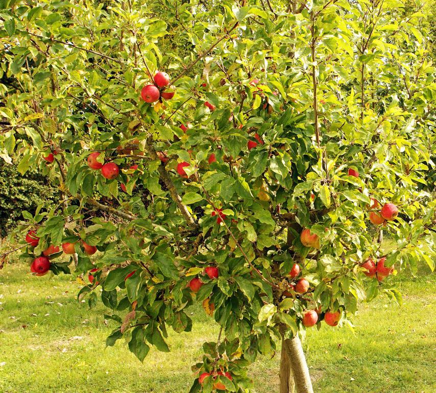 Orchard Grove Bed & Breakfast R21Rc58 Bagenalstown Екстериор снимка